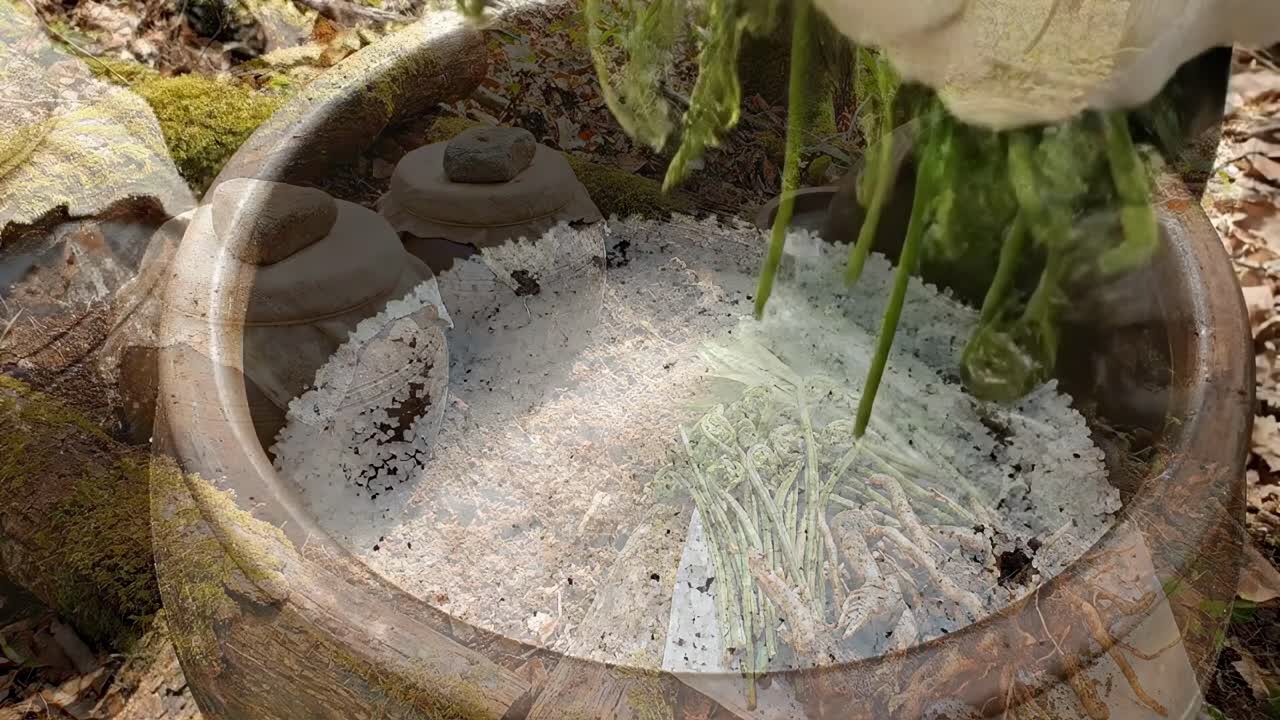 Preparare i germogli di felce salati sottaceto