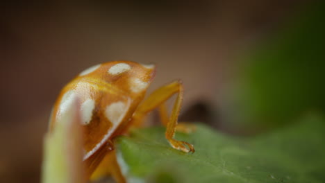 Orange ladybird using legs to balance on green leaf