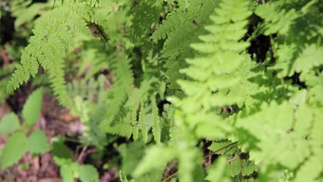 moving back through layers of ferns