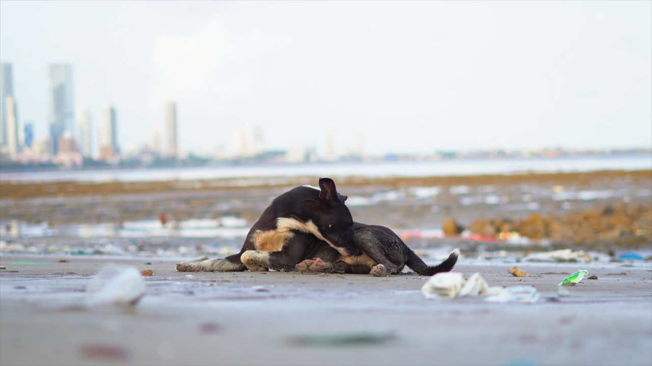 ⁇ 바이의 마임 해변에서 잠을 자는 검은 거리 개