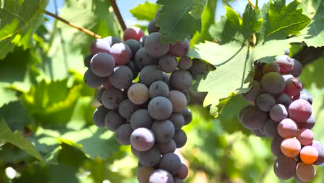 uvas en la vid, viña, bodega, primer plano