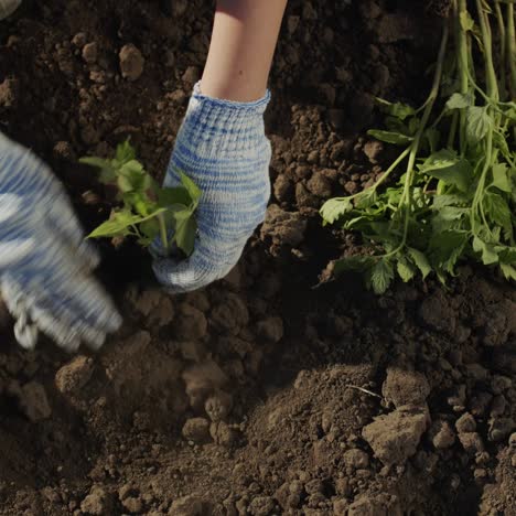 a farmer plants a tomato seedling in vegetable bed 3