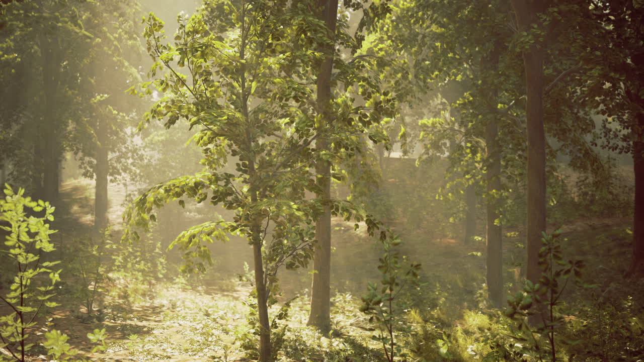 Sunlight filtering through trees in a serene forest setting