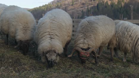 walliser schwarznasenschafe grasen auf gras im gehege mit bergen im hintergrund