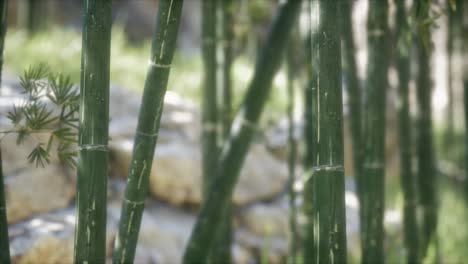 green bamboo trees forest background