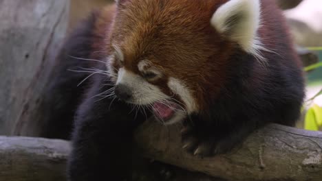 red panda yawns in the wild