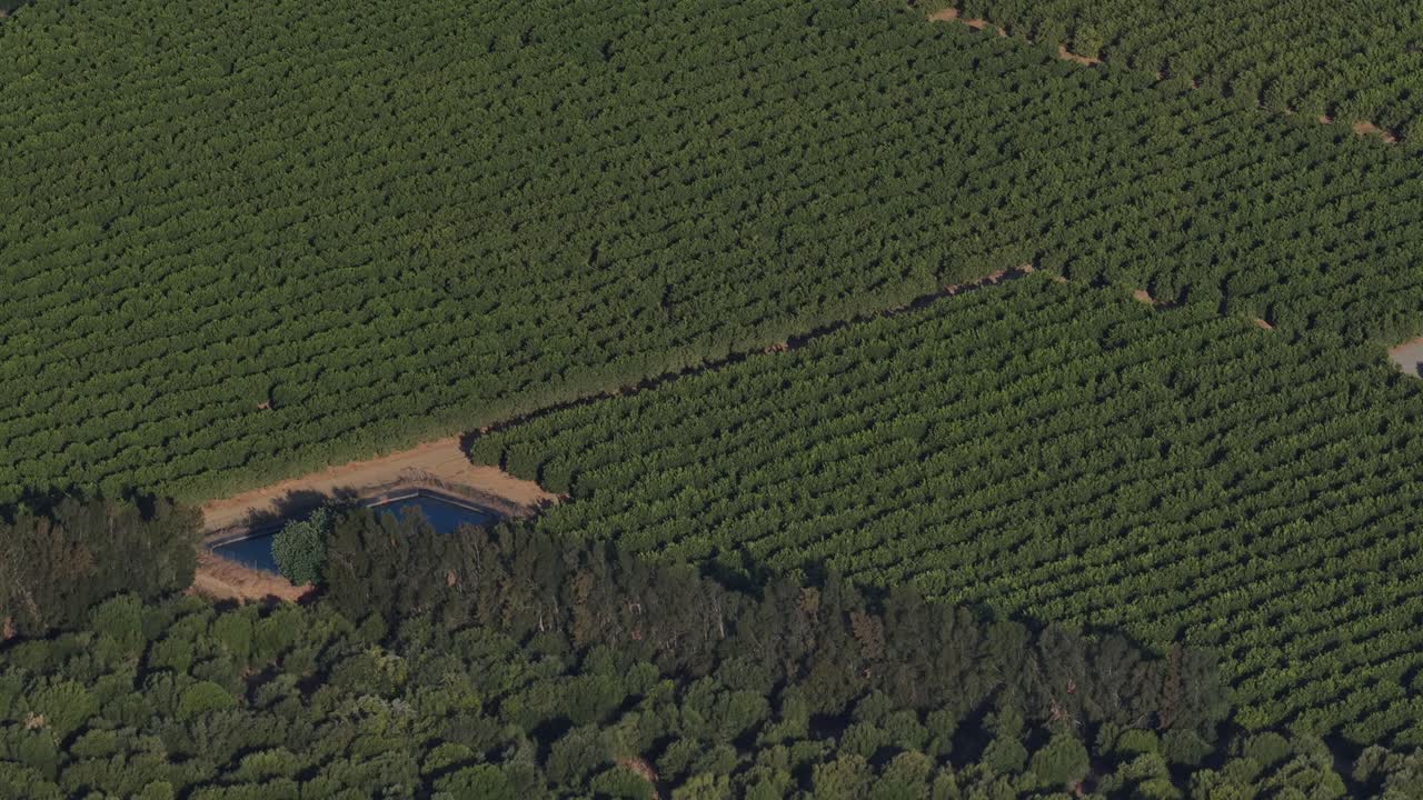 Avocado trees big plantation monoculture