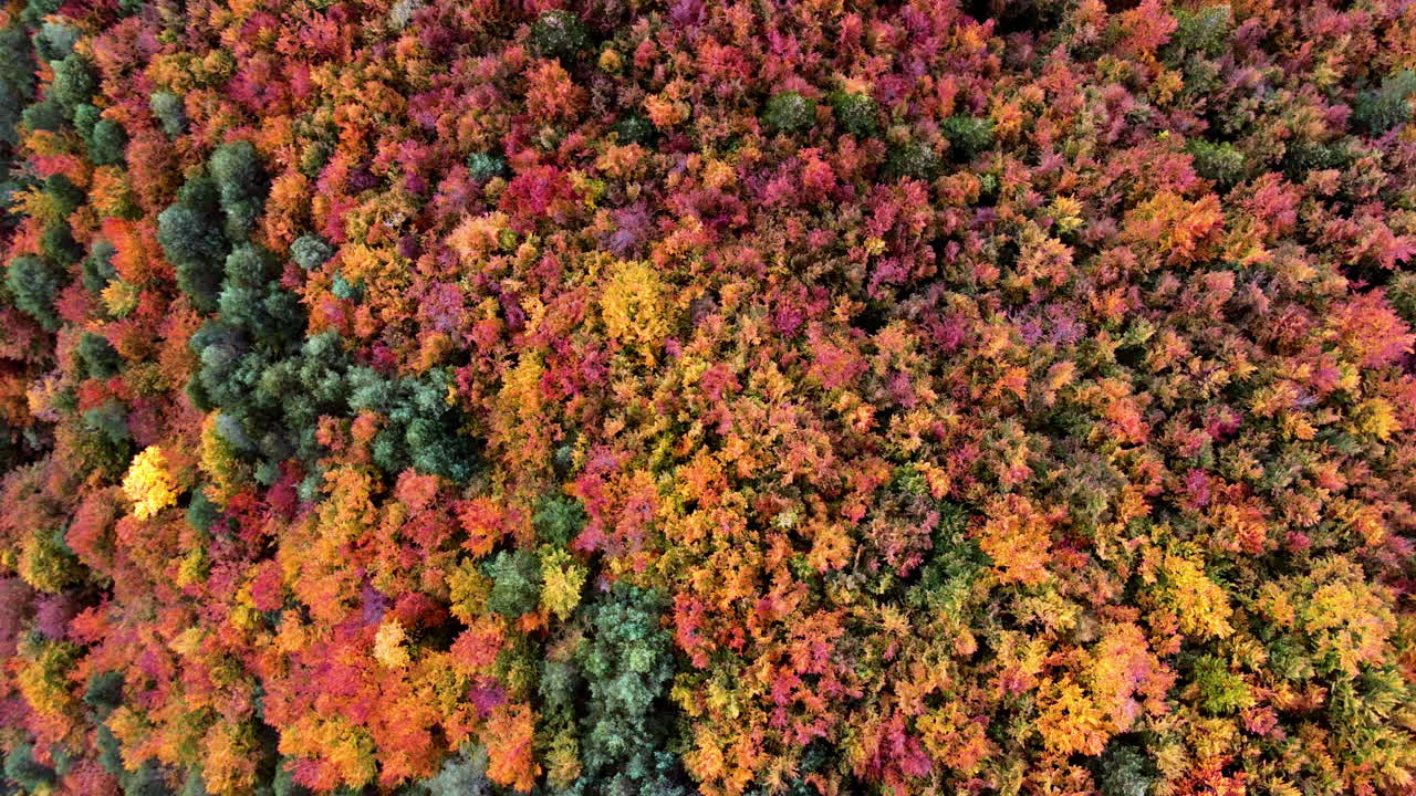 Colorful autumn forest from above, vibrant foliage in fall season