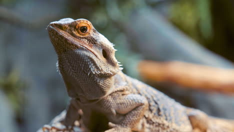 Close-Up-View-Of-A-Bearded-Dragon-In-Blurry-Background---selective-focus