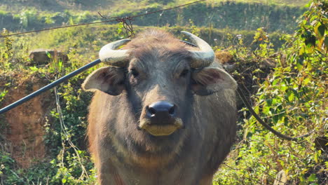 majestic vietnamese bull with striking horns standing in sunlit farming field, gazing directly into camera. livestock, farming, or regional wildlife related content. shot on 4k.
