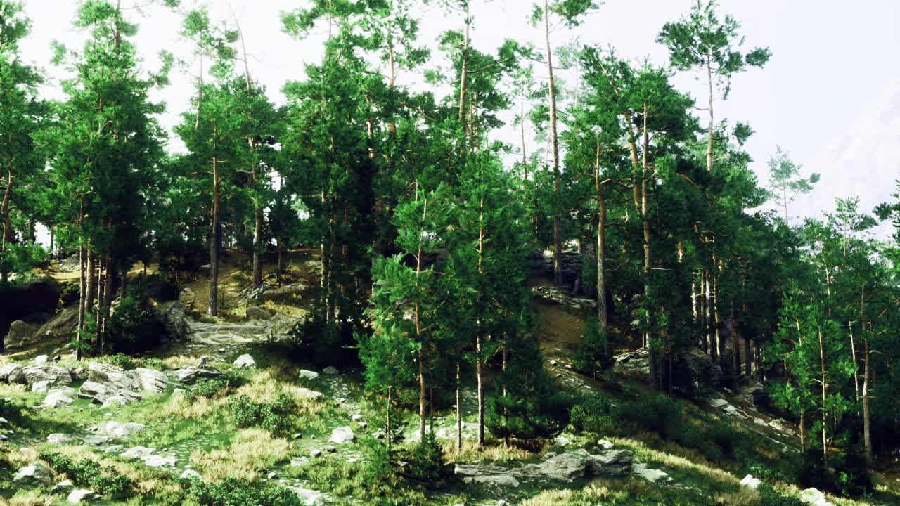 Sunlight filtering through evergreen trees in a tranquil forest setting
