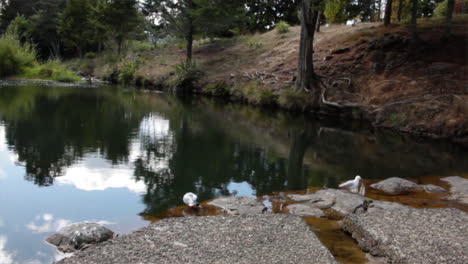 two white birds take a drink from the murky park waters in whangarei before flapping wings and flying away