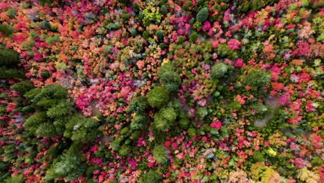 utah - vibrant fall leaves color during autumn season, aerial drone overhead view