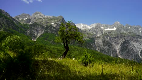alpine mountains, green trees, flowers and meadow in beautiful panorama of north albania