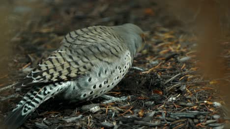 northern flicker pecking at the ground for food