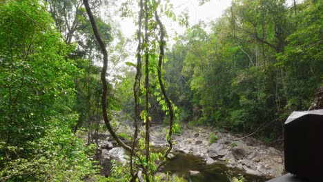 pequeño arroyo entre árboles tropicales en el bosque tropical verde
