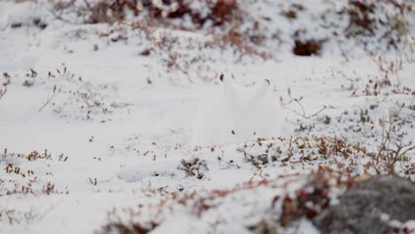 Una-Liebre-ártica-En-Busca-De-Una-Sabrosa-Vegetación-De-Tundra-Entre-La-Nieve-De-Principios-De-Invierno-Cerca-De-Churchill,-Manitoba,-Canadá