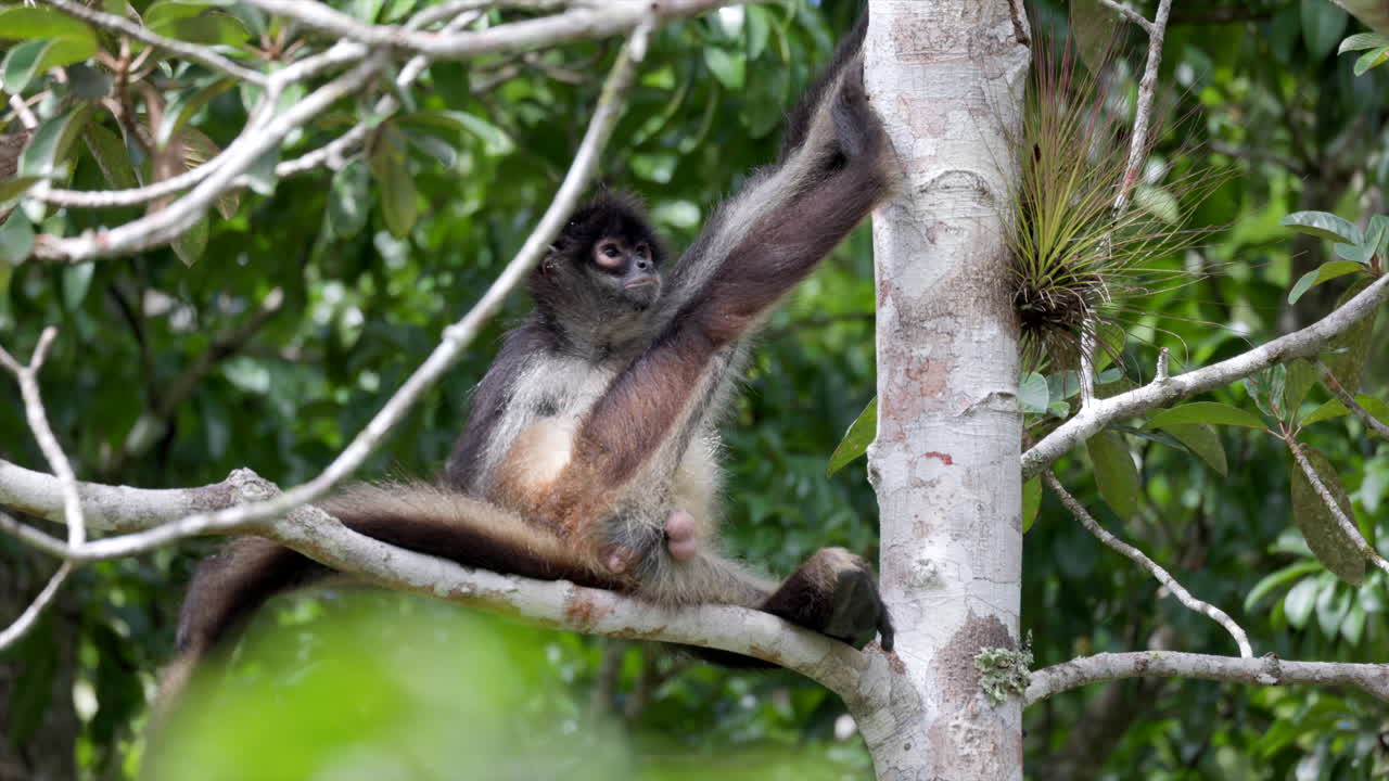 Spider Monkey Rainforest tropical scratching testicles relaxed jungle guatemala central America