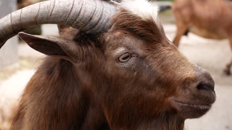 goat in the farm land eating food