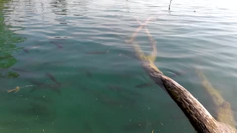 Fish-swimming-in-the-blue-water-next-to-a-fallen-old-tree,-SLOMO