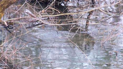 Musrat-semiaquatic-rodent-in-the-wild,-resting-on-surface-of-the-Boise-River,-and-swimming-underwater,-in-Idaho,-USA