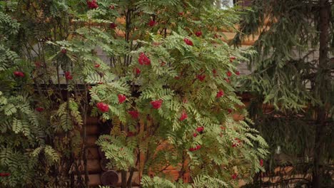 rowan berries on a log cabin