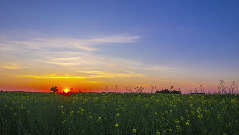 Sonnenuntergang-Zeitraffer-über-Gelb-Raps-Feld-Ernte-Natur-Ländliche-Landschaft