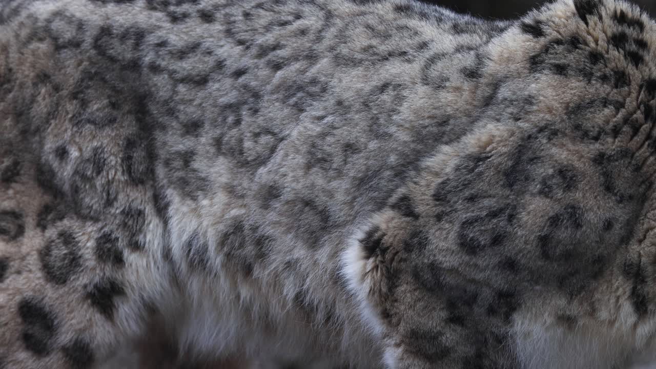 una foto macro de cerca de la piel del leopardo de las nieves