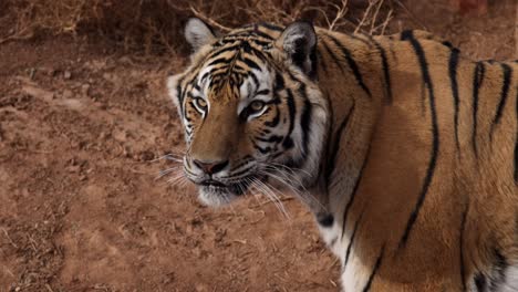 tiger licks lips and looks towards camera slomo