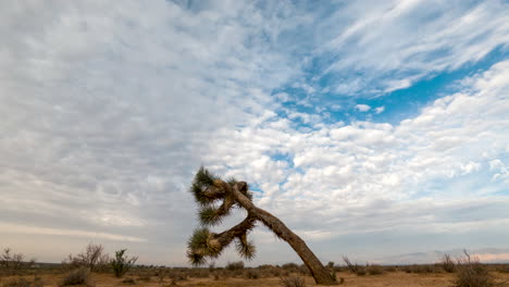 cloudscape over the barren wilderness of the mojave desert with a joshua tree in the foreground - fast moving wide angle time lapse