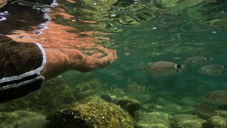 Underwater-personal-perspective-view-of-man-legs-floating-in-sea-water-shoal-of-fish-swimming-close-in-background-at-Lavezzi-island-in-Corsica,-France