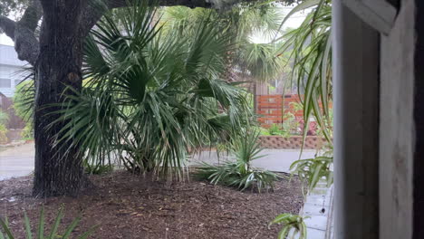 fuertes lluvias cayendo sobre las plantas de palmeras debajo del árbol en un clima tormentoso