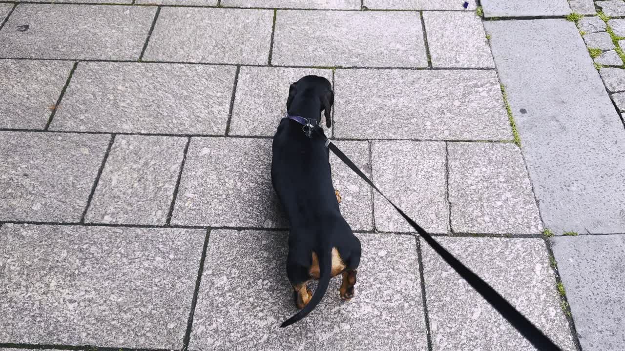 Dachshund on leash pulls very hard while walking on a sidewalk