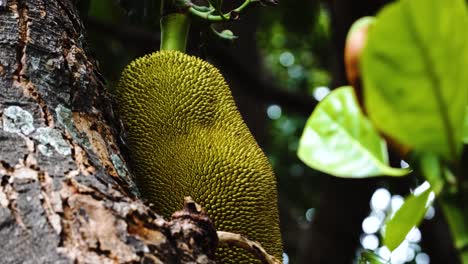 static shot of delicious jack fruit or jackfruit on jack tree