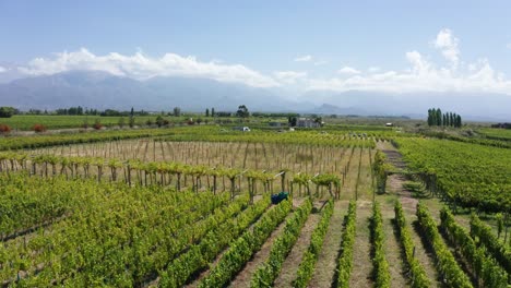 vista aérea de drones de un viñedo de uva verde fresco debajo del cielo azul soleado