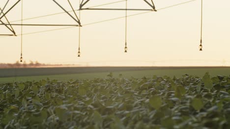 sistema de riego en un campo de soja