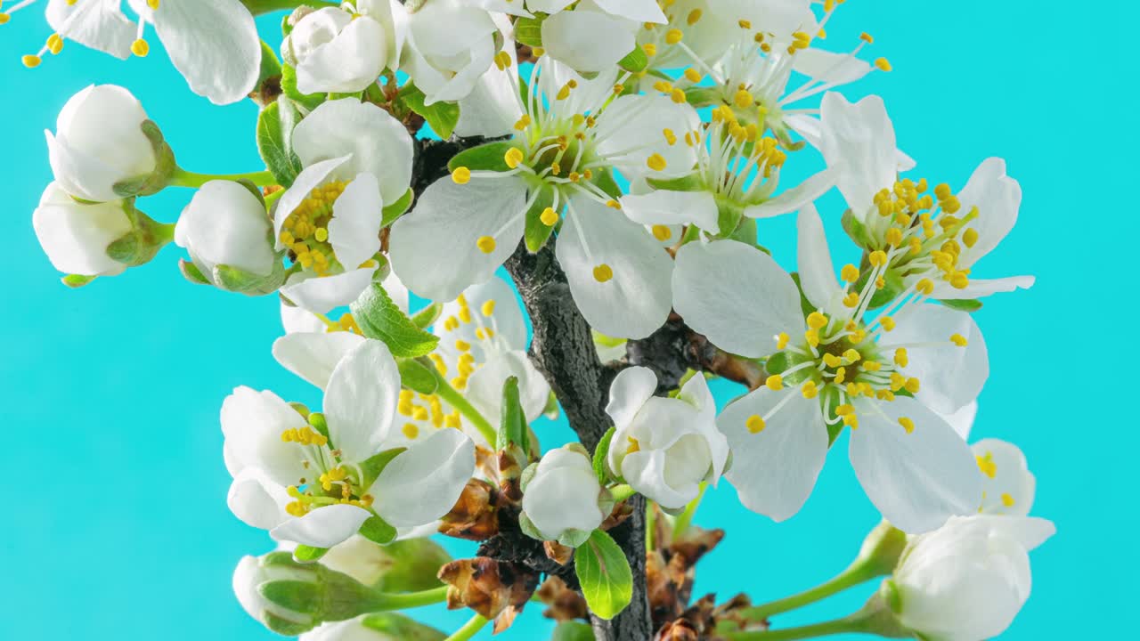 봄의 꽃: 꽃이 푸른 배경에 꽃을 피우는 꽃의 가지에 꽃이 피는 꽃, 타임 스 4k 비디오