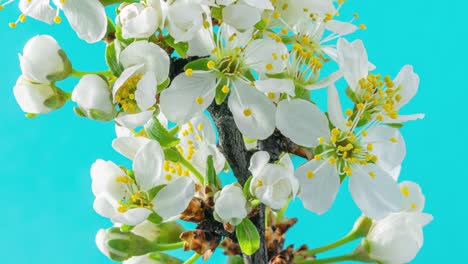 las flores de primavera. las flores de ciruela en una rama de ciruelas florecen sobre un fondo azul. video de lapso de tiempo 4k.