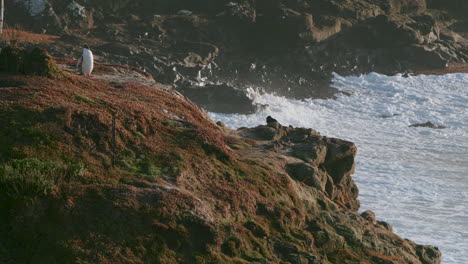 Raue-Wellen-An-Der-Küste-Des-Leuchtturms-Katiki-Point-Mit-Gelbaugenpinguin-In-Moeraki,-Neuseeland