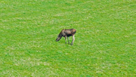 A Cow Moose Grazing In The Green Grass In Norway - Wide Shot