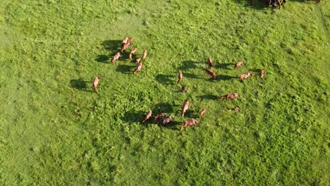 Aerial-drone-video,-flying-over-a-herd-of-horses