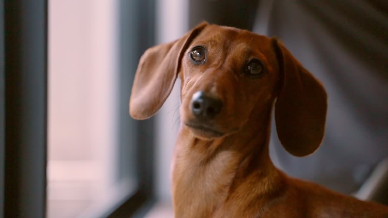 A close-up shot of a red dachshund’s face as she looks around with curiosity and alertness