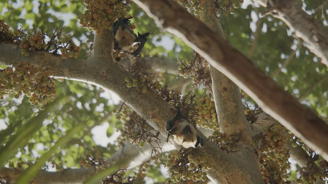 Two bats chilling on fig tree during a warm sunny day in Africa