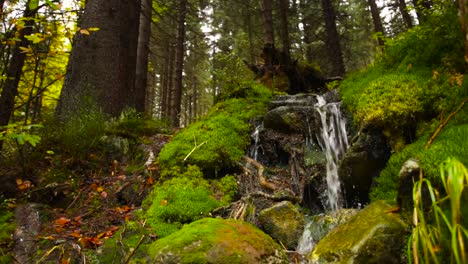 秋の森の中で、苔に覆われた岩の上を流れる小さな滝の静止画