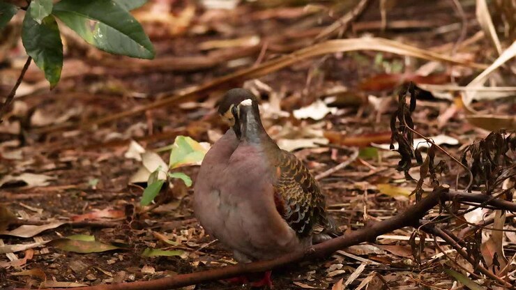 A bird forages on the forest floor