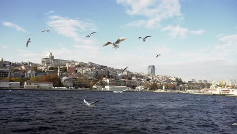 pájaros volando al lado del bote, para atrapar la comida que la gente arroja al agua