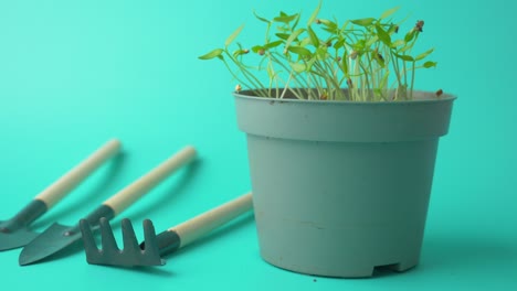 plántulas en una olla con herramientas de jardinería