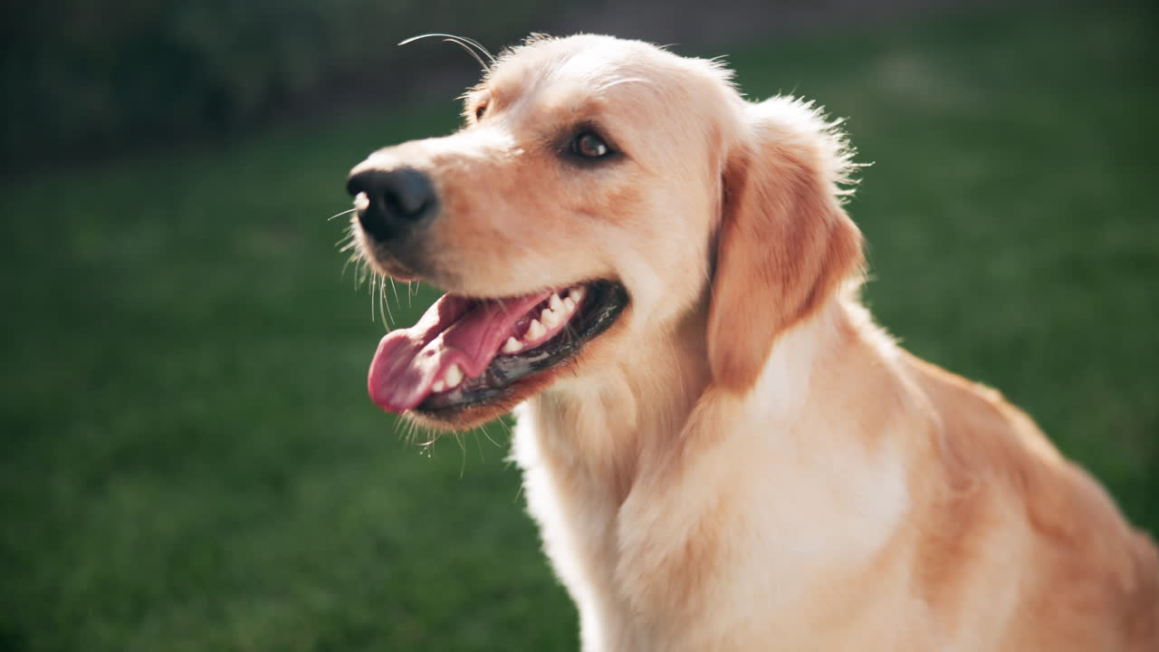 Golden retriever in a sunny garden