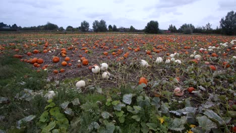 extra wide shot of pumpkins growing in a farmers field