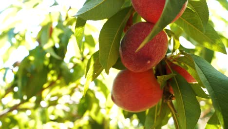 close-up of juicy, ripening apricots on a branch on a sunny summer day